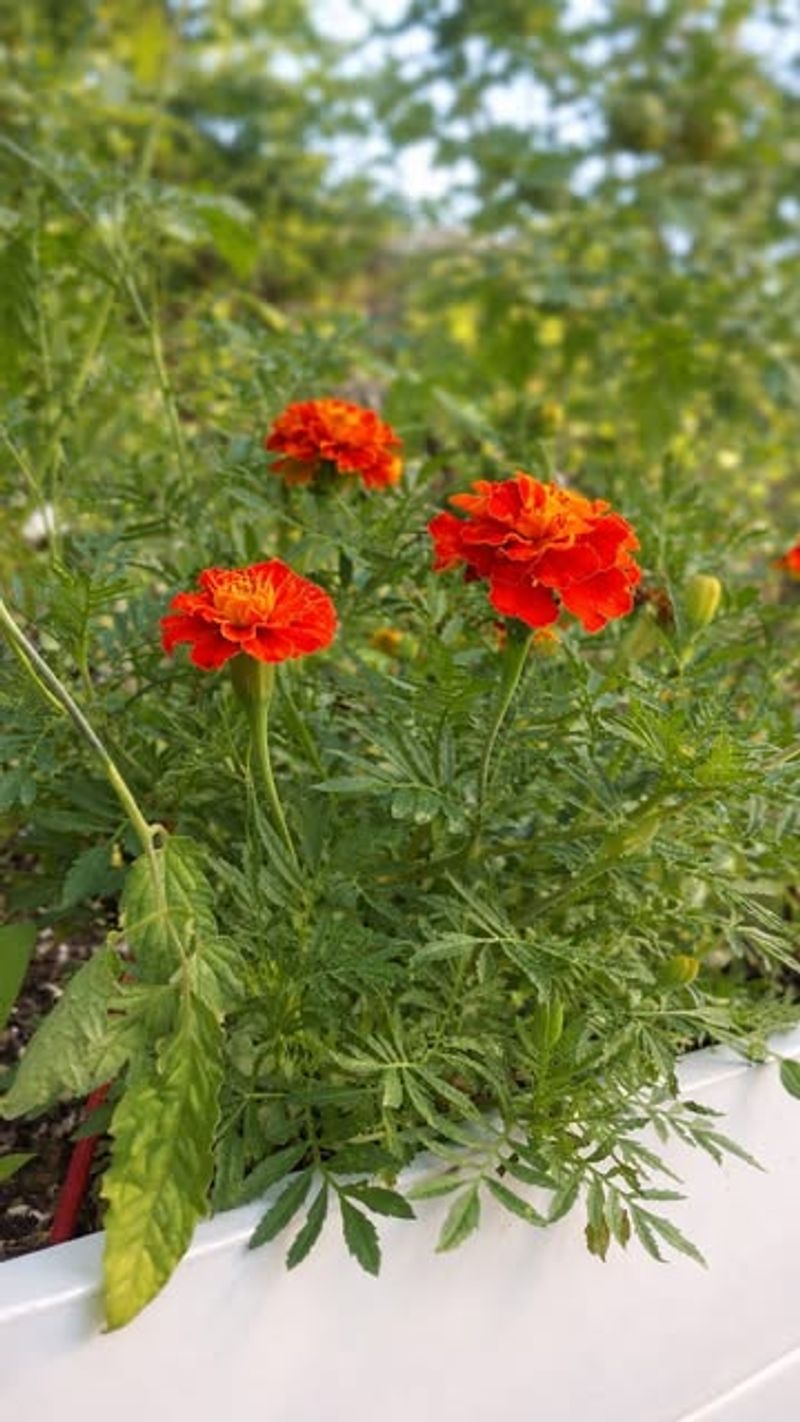 Marigolds Provide Months Of Bright Blooms