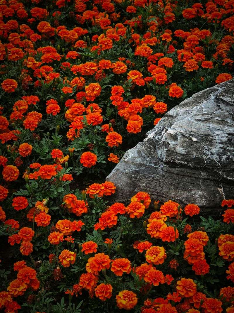 Marigolds
