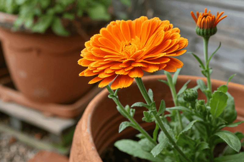 Marigolds Marigolds