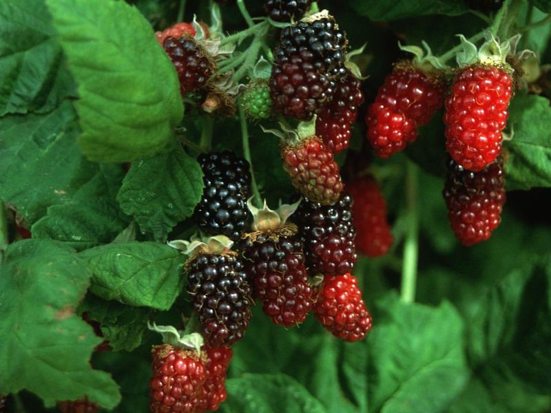 Marionberries Thrive In Oregon Caneberry Country Marionberries Thrive In Oregon Caneberry Country