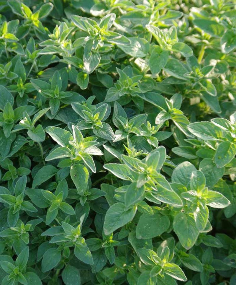 Marjoram Brings Soft Summer Flavor