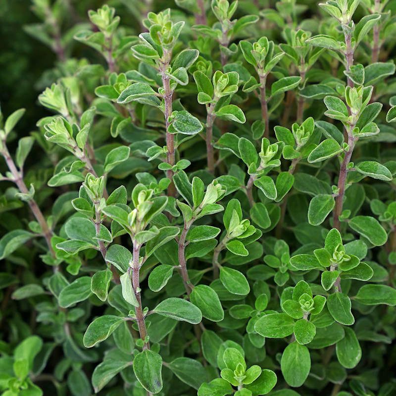 Marjoram Handles Heat Better Than Many Garden Herbs
