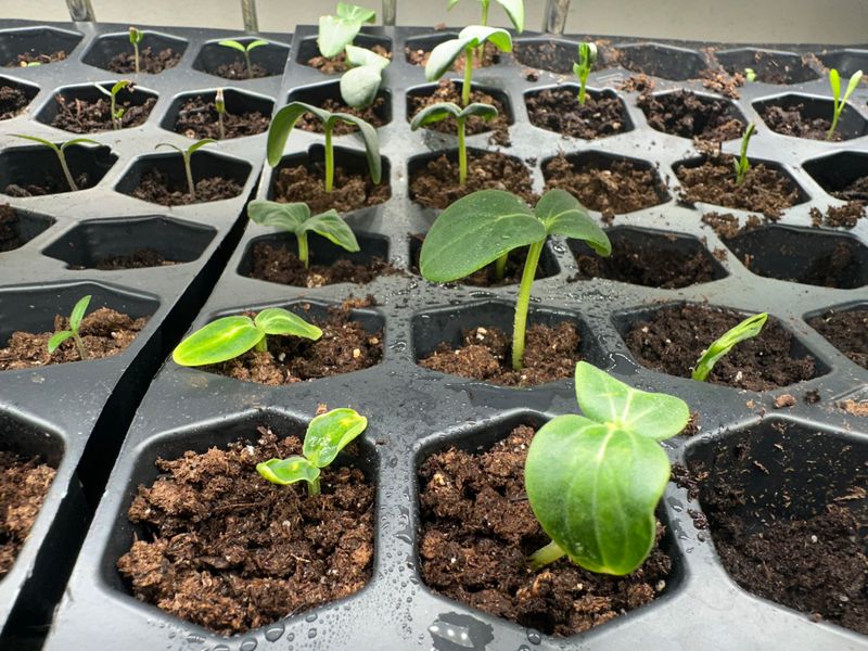 Mark Your Planting Date