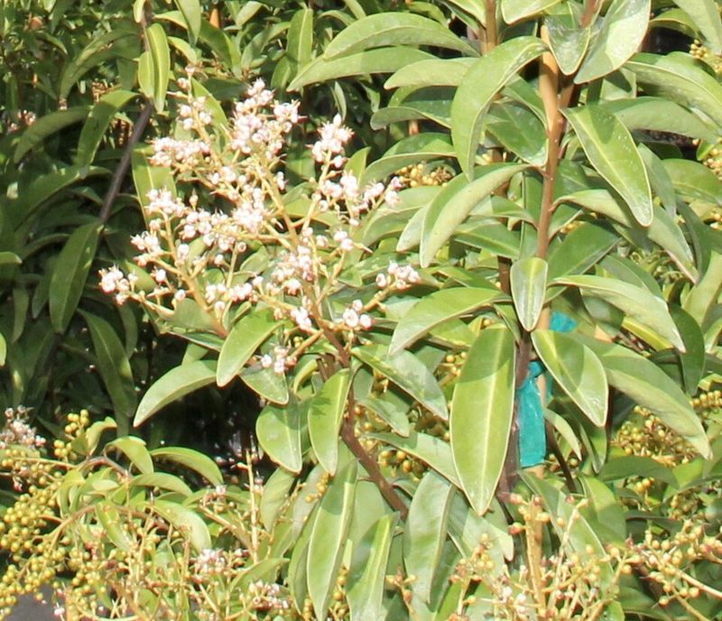 Marlberry Adds Quiet Luxury With Glossy Native Foliage Marlberry Adds Quiet Luxury With Glossy Native Foliage