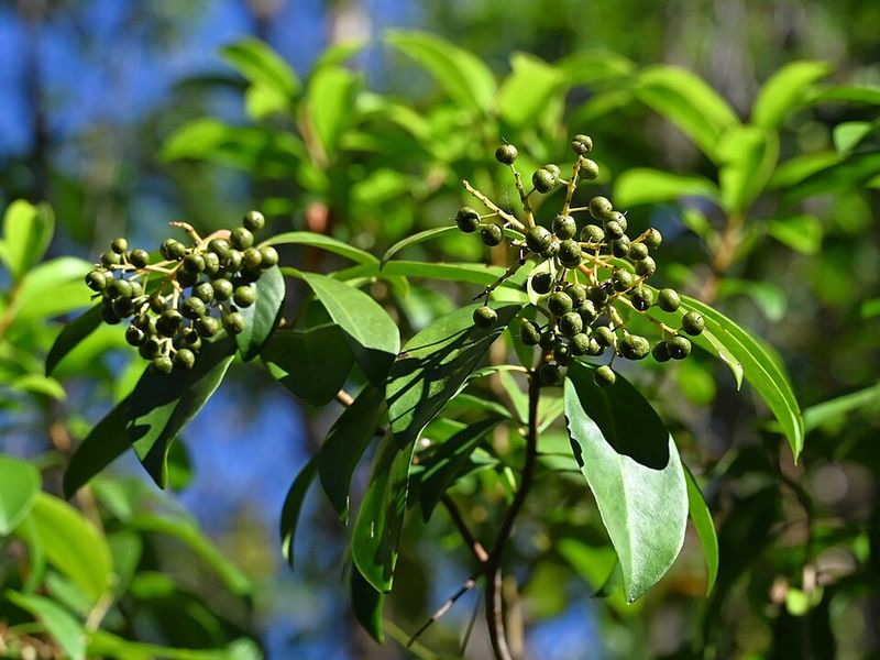 Marlberry Blooms In Warm Shade When Summer Feels Heavy Marlberry Blooms In Warm Shade When Summer Feels Heavy