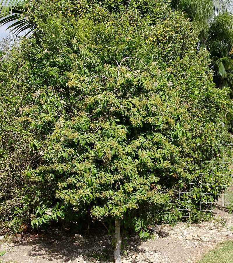 Marlberry Makes A Glossy Screen For Warm Shady Yards