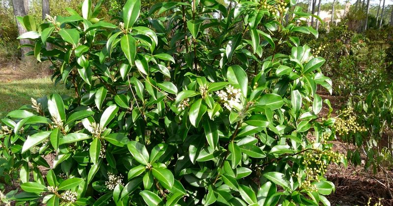 Marlberry Makes Damp Shade Look Polished Marlberry Makes Damp Shade Look Polished