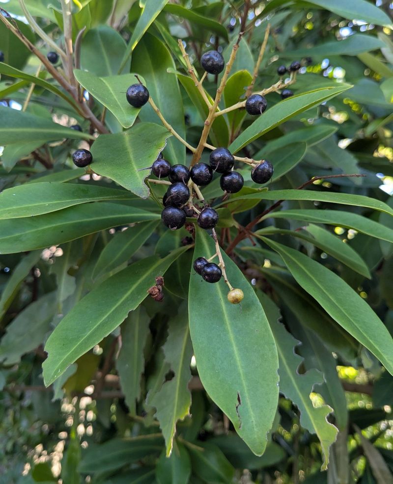 Marlberry Offers A Warm-Region Screen With Bird-Friendly Fruit Marlberry Offers A Warm-Region Screen With Bird-Friendly Fruit