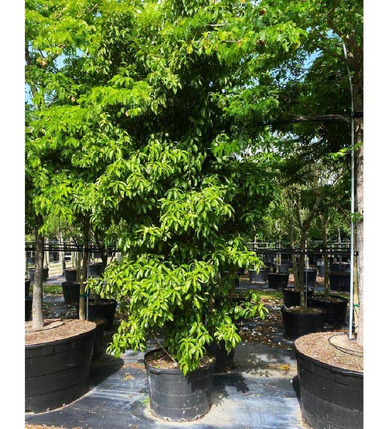 Marlberry Screens Shady Yards With Bird Friendly Fruit Marlberry Screens Shady Yards With Bird Friendly Fruit