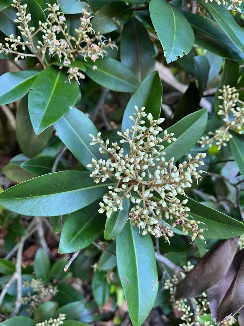 Marlberry Screens Warm Shady Yards With Glossy Native Foliage Marlberry Screens Warm Shady Yards With Glossy Native Foliage