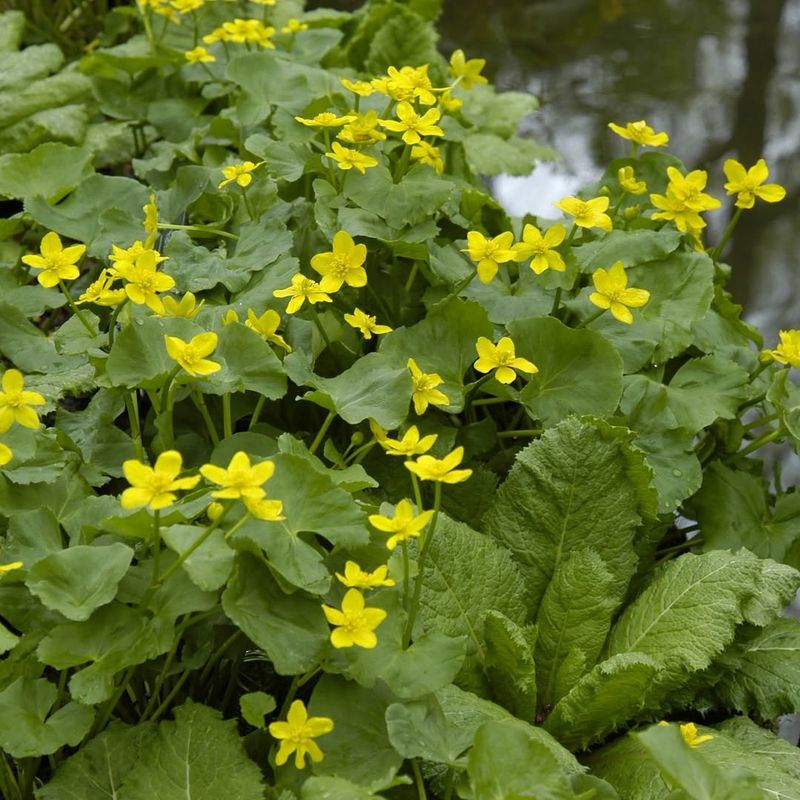 Marsh Marigold Marsh Marigold