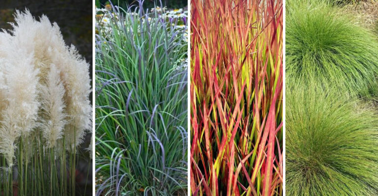 Maryland’s Crackdown On Popular Ornamental Grasses And What To Plant Instead