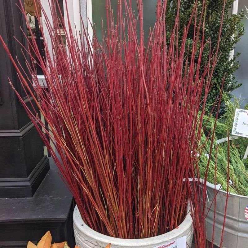 Mass Planting Makes The Red Color Look Bolder