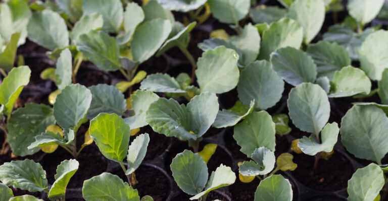 Massachusetts Gardeners Start Broccoli Seeds Indoors To Secure A Reliable Fall Harvest
