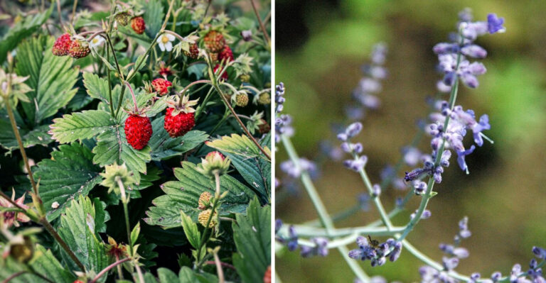 Massachusetts Plants That Thrive All Summer Without Any Extra Watering