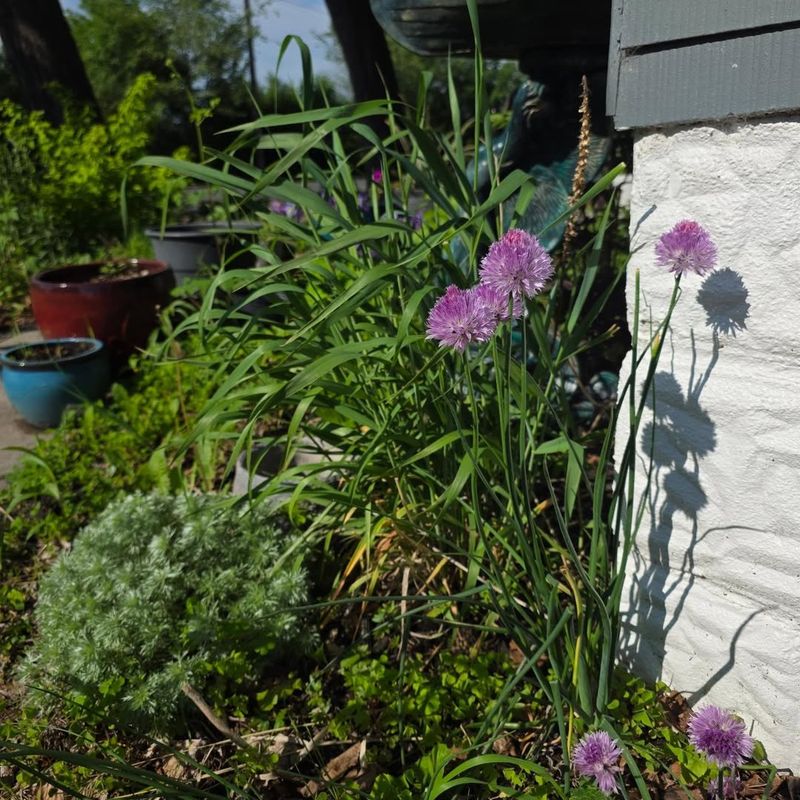 Match Each Grass To The Right Level Of Lean Match Each Grass To The Right Level Of Lean