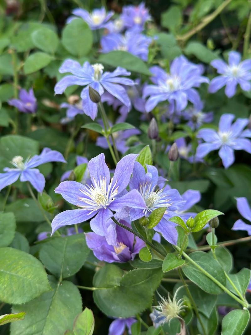 Match Feeding To Clematis Type Match Feeding To Clematis Type