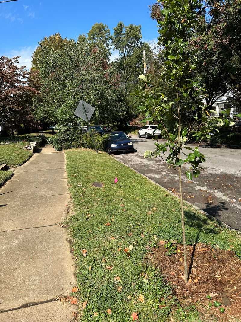 Match Mature Tree Size To Sidewalk Space Match Mature Tree Size To Sidewalk Space