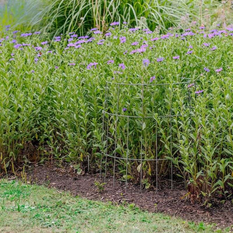 Match Support Types To Plant Size