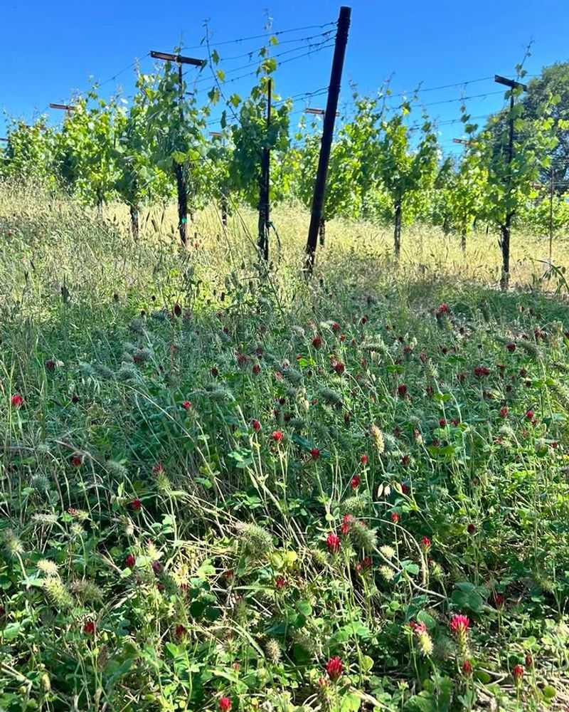Match The Cover Crop To The Next Summer Crop Match The Cover Crop To The Next Summer Crop