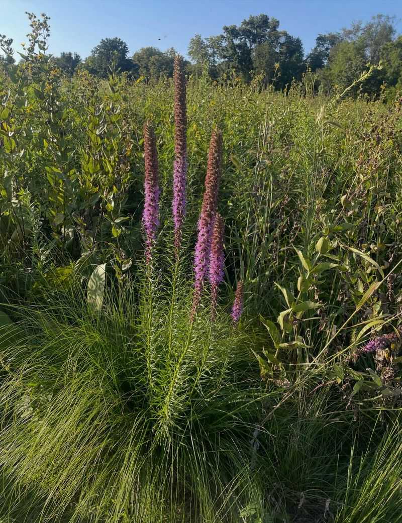 Match The Plant To The Moisture