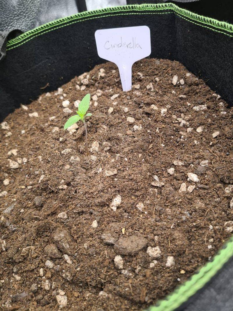 Match Watering To Plant Age