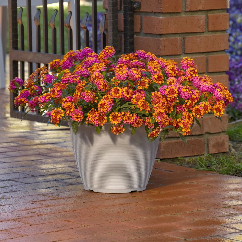 Match Watering To Pot Size And Weather Match Watering To Pot Size And Weather