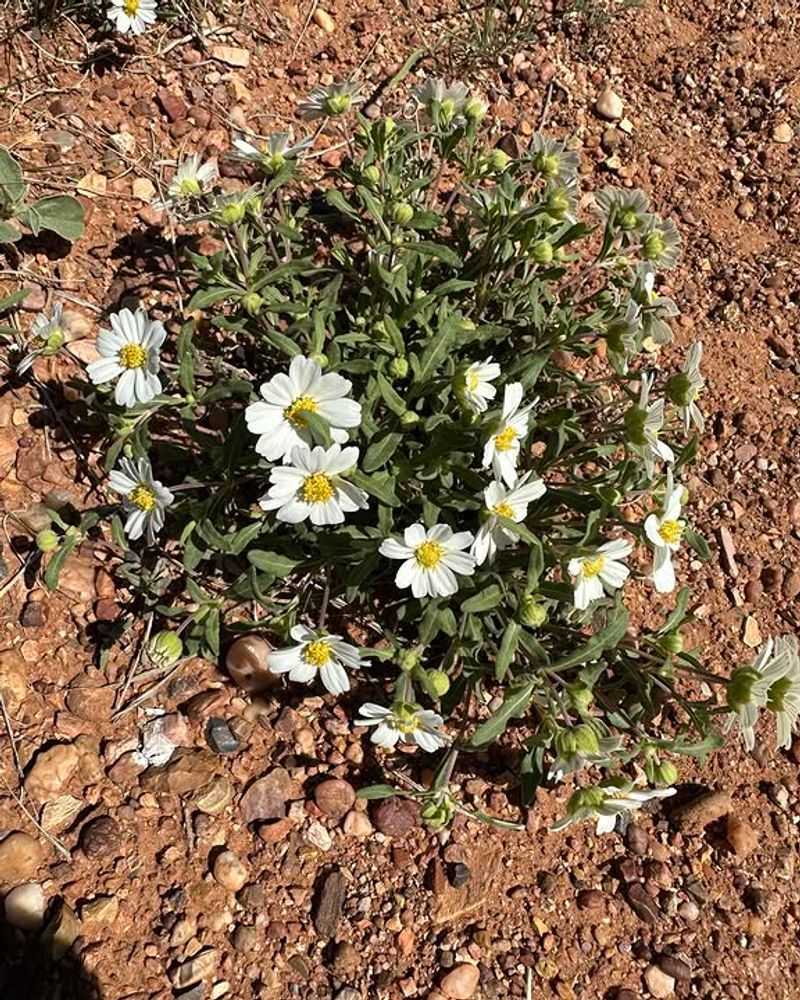 Matching The Plant To The Existing Soil Prevents Future Problems