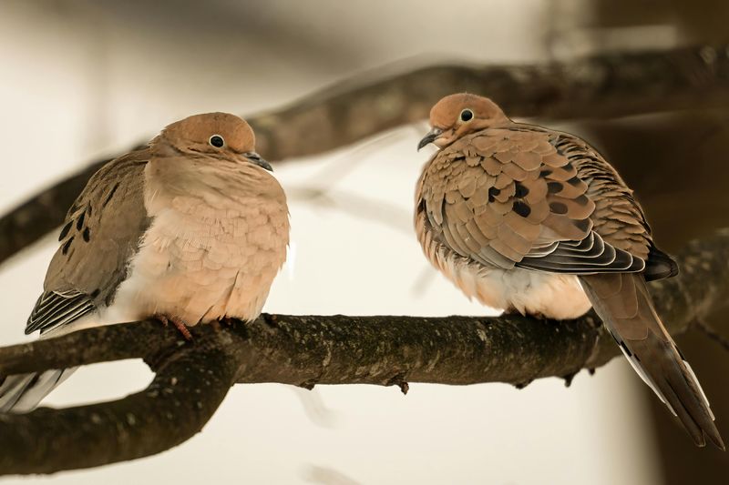 Mate Searching During Breeding Season