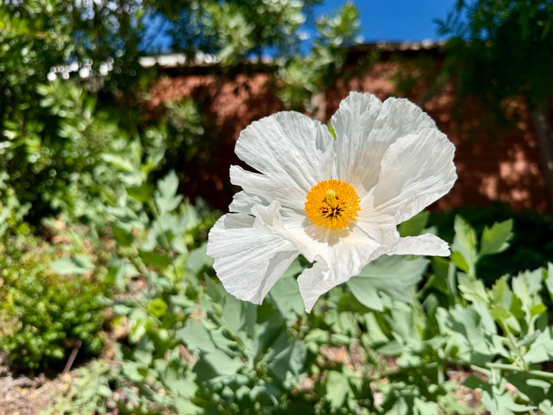 Matilija Poppy Withers Back Instead Of Needing Rescue Water Matilija Poppy Withers Back Instead Of Needing Rescue Water