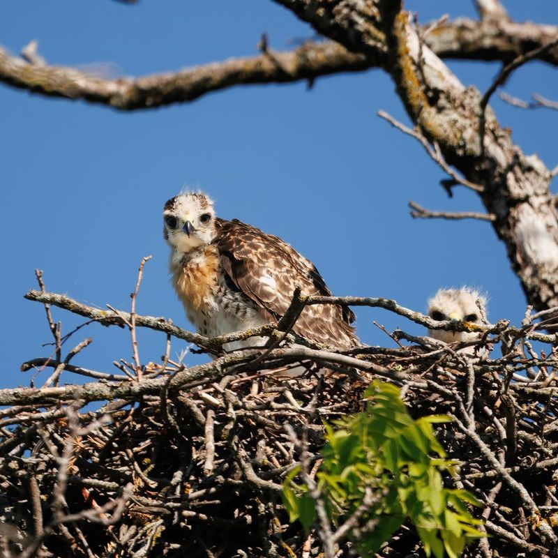 Mating And Nesting Signals Mating And Nesting Signals