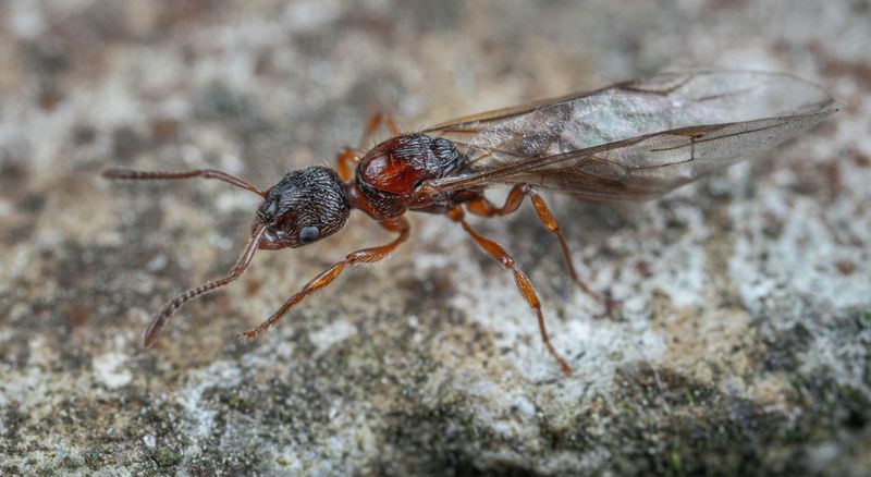Mating Flights Help Queens Start New Colonies