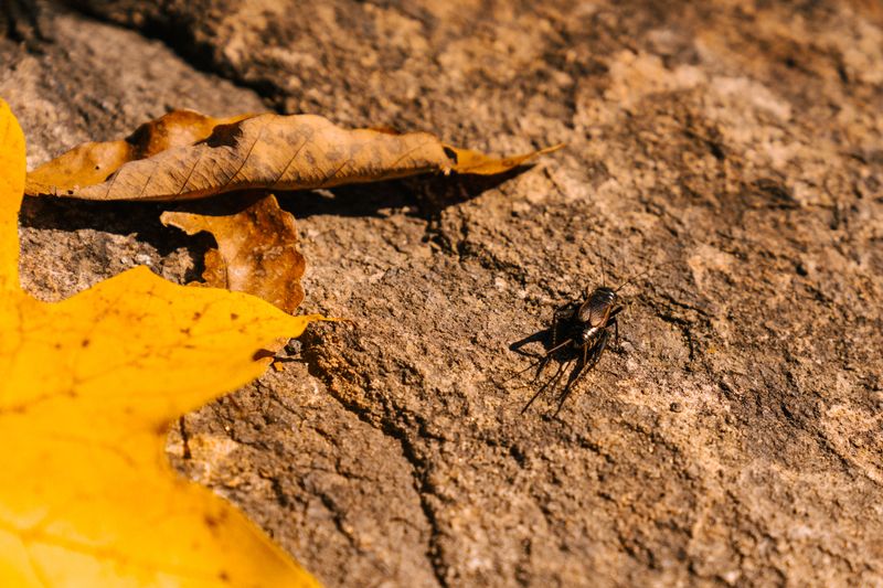 Mating Season And Territorial Behavior Drive Crickets To Sing Harder