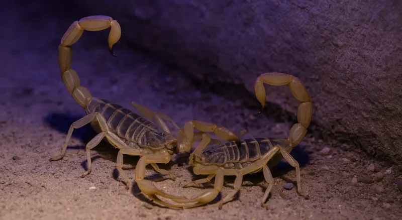 Mating Season Mating Season