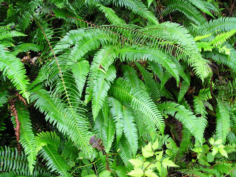 Mature Clumps Make It Harder For Small Shoots To Take Over