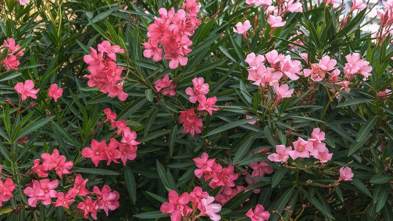 Mature Plants Can Take Up Significant Yard Space