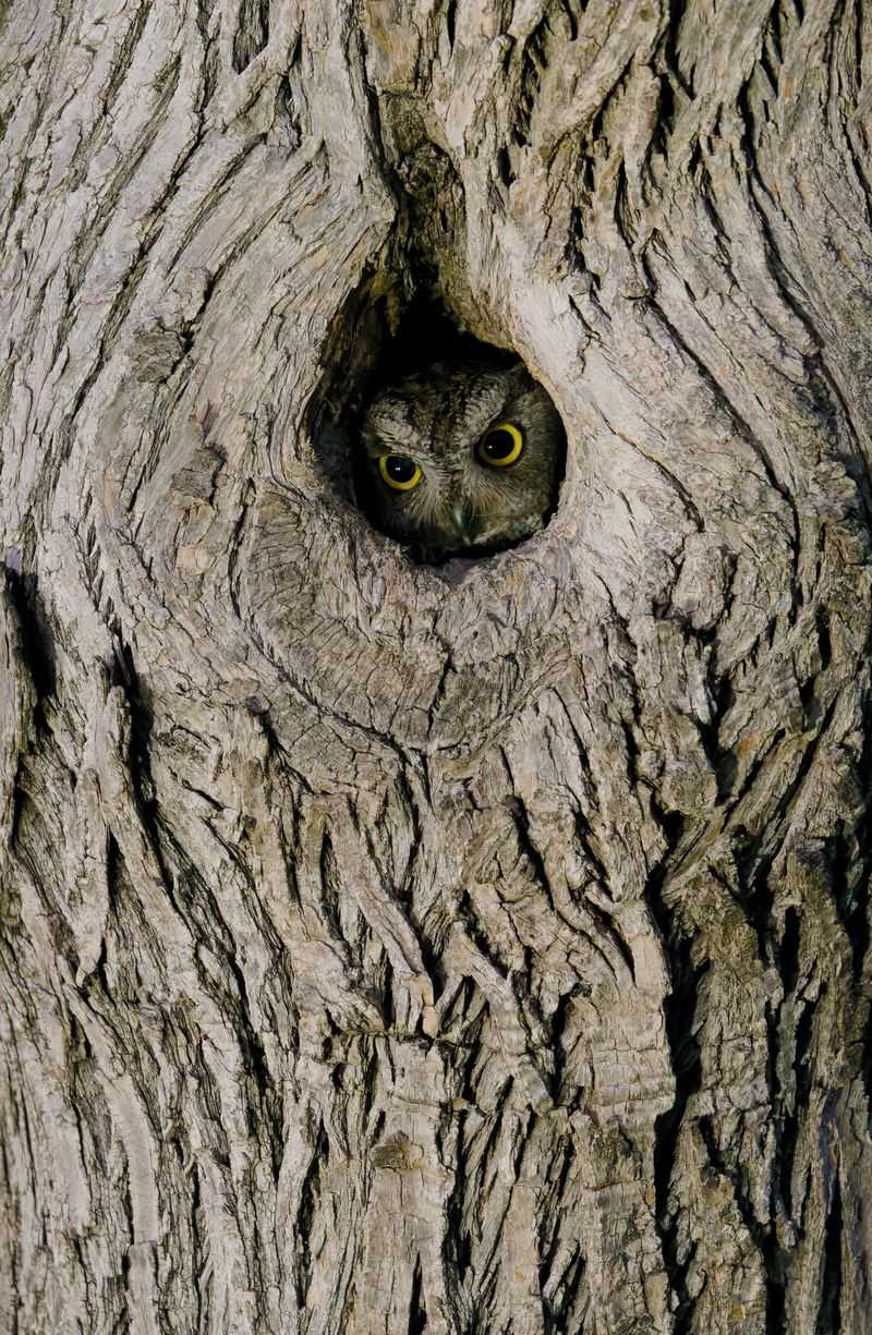 Mature Trees May Be Offering Cavities And Perches Mature Trees May Be Offering Cavities And Perches