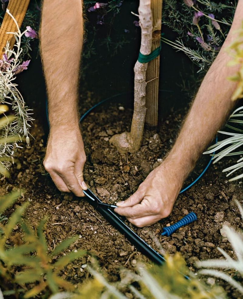 Mature Trees Need Water Beyond The Trunk Area Mature Trees Need Water Beyond The Trunk Area