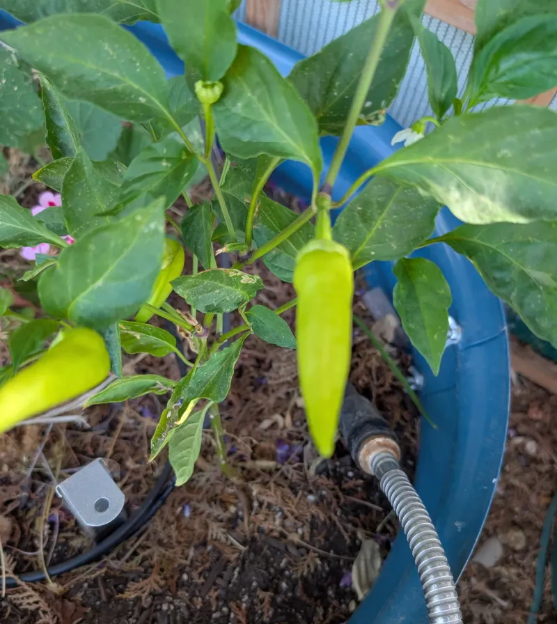 Maximize Sunlight And Balanced Fertility