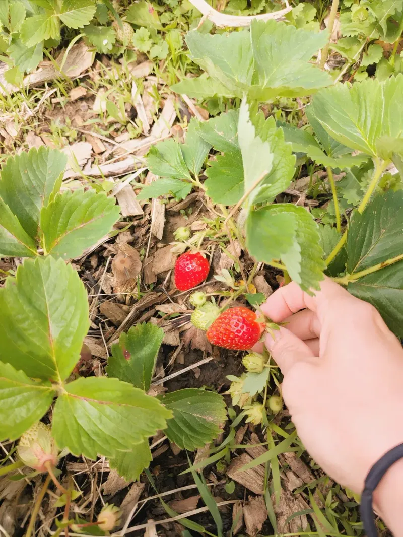 May Starts With The First Strawberries