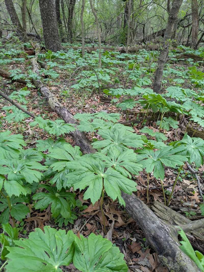 Mayapple Offers A Favorite Woodland Fruit