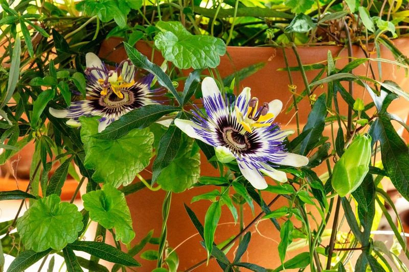 Maypop Passionflower Climbs A Container Trellis