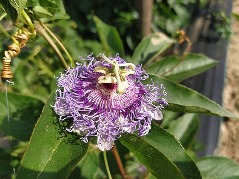 Maypop Passionflower Needs Room To Roam