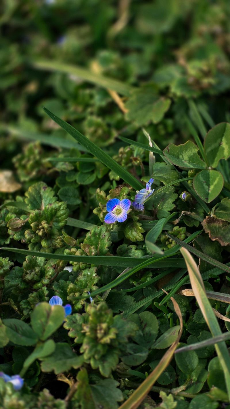 Mazus