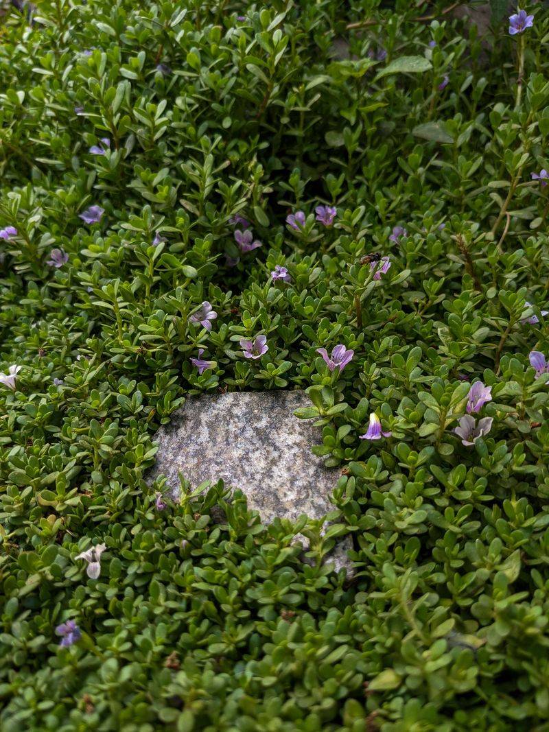 Mazus