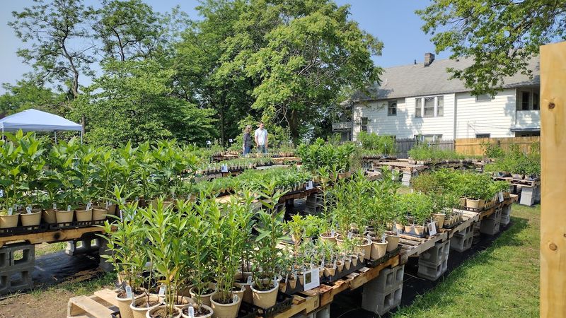 Meadow City Native Plant Nursery Knows What Cleveland Gardens Actually Need Meadow City Native Plant Nursery Knows What Cleveland Gardens Actually Need