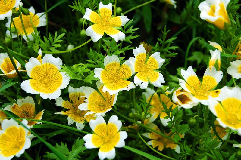 Meadowfoam Covers Damp Ground With Cheerful Spring Blooms