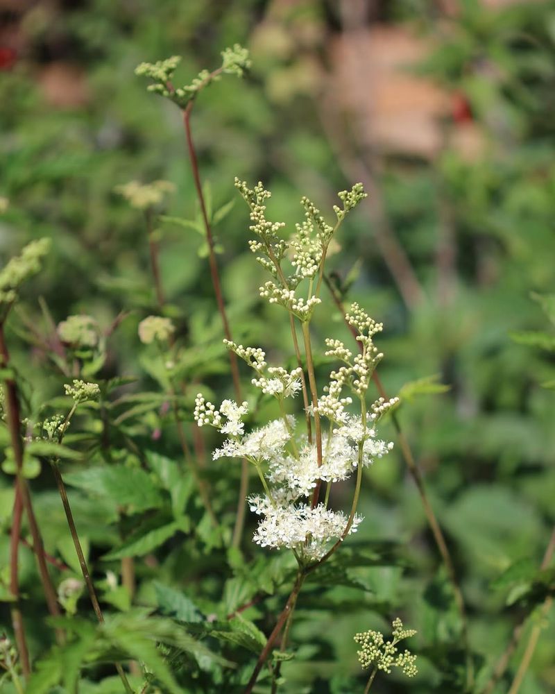 Meadowsweet Meadowsweet