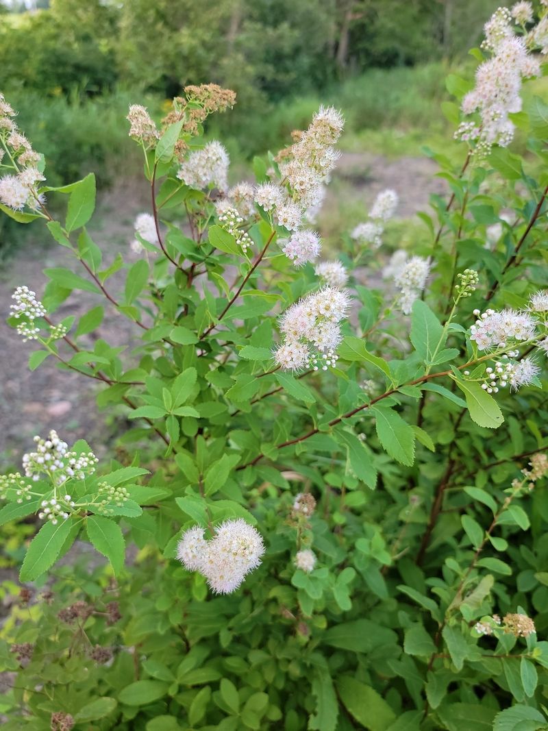 Meadowsweet Fills Moist Soil With Flowers