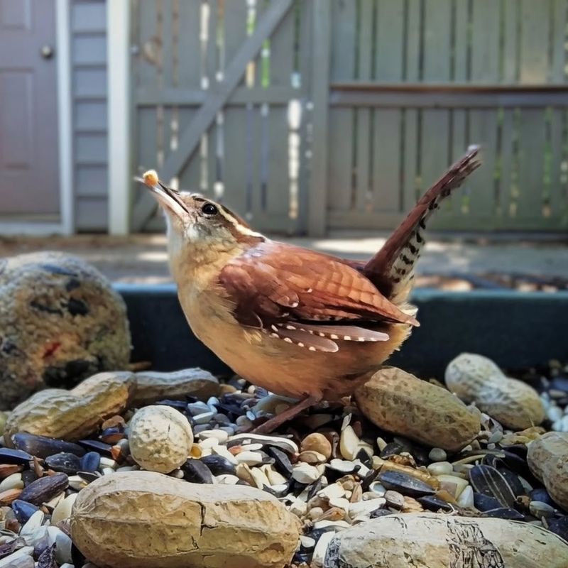 Mealworms Can Supplement Natural Food Sources
